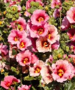 80+ Monroe's Globemallow Seeds | Flowering Shrub, Drought Tolerant Flower Bush