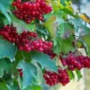 80 Red Elderberry Seeds (Sambucus Racemosa) | Tree Shrub Fruit Berry