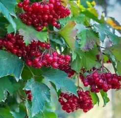 80 Red Elderberry Seeds (Sambucus Racemosa) | Tree Shrub Fruit Berry