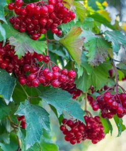 80 Red Elderberry Seeds (Sambucus Racemosa) | Tree Shrub Fruit Berry