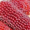 80 Strawberry Popcorn Seeds | RED ORNAMENTAL CORN