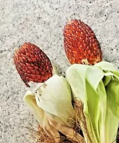 80 Strawberry Popcorn Seeds | RED ORNAMENTAL CORN