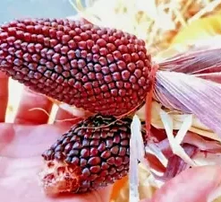 80 Strawberry Popcorn Seeds | RED ORNAMENTAL CORN