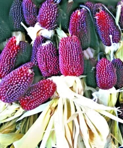 80 Strawberry Popcorn Seeds | RED ORNAMENTAL CORN