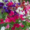 80 ct Sweet Pea Vine Seeds | Royal Family Flower Garden Mix