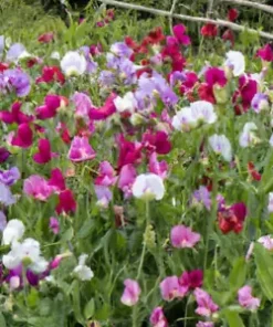80 ct Sweet Pea Vine Seeds | Royal Family Flower Garden Mix
