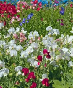 80 ct Sweet Pea Vine Seeds | Royal Family Flower Garden Mix