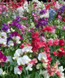 80 ct Sweet Pea Vine Seeds | Royal Family Flower Garden Mix