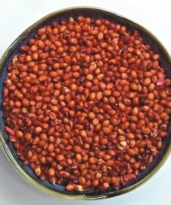 800 Sorghum Seeds Rox Orange Syrup Cane Non-Gmo Heirloom