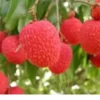 A Cup Lychee Tree 5”-9” Plant - Fruit Tree Live Seedling 3”Pot / Cây Trái Vai