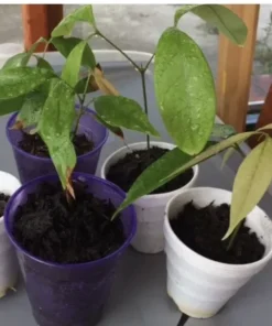 A Cup Lychee Tree 5”-9” Plant - Fruit Tree Live Seedling 3”Pot / Cây Trái Vai