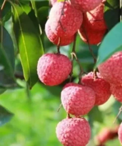 A Cup Lychee Tree 5”-9” Plant - Fruit Tree Live Seedling 3”Pot / Cây Trái Vai