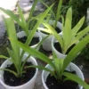 A Cup Pandan leaves Live Plant(lá Dứa) 5”- 9” Tall From Roots - Plant Collection
