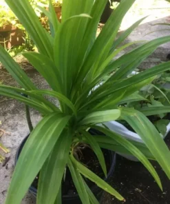 A Cup Pandan leaves Live Plant(lá Dứa) 5”- 9” Tall From Roots - Plant Collection