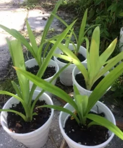 A Cup Pandan leaves Live Plant(lá Dứa) 5”- 9” Tall From Roots - Plant Collection