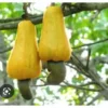 A Pot 6”- 9” Live Cashew Plant Rare Fruit & Nut Tree - Yellow Cashew Tree