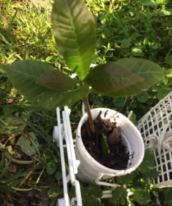 A Pot 6”- 9” Live Cashew Plant Rare Fruit & Nut Tree - Yellow Cashew Tree