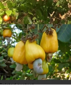 A Pot 6”- 9” Live Cashew Plant Rare Fruit & Nut Tree - Yellow Cashew Tree