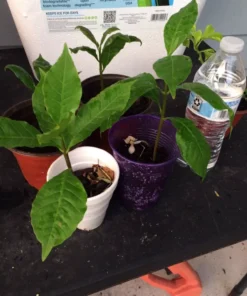 A Pot 6”- 9” Live Cashew Plant Rare Fruit & Nut Tree - Yellow Cashew Tree