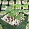 Adenia Glauca - Rare Succulent, Unique Houseplant, Climbing Plant in 3, 3.5, 6 inch pot