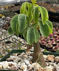Adenia Glauca - Rare Succulent, Unique Houseplant, Climbing Plant in 3, 3.5, 6 inch pot