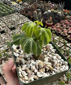 Adenia Glauca - Rare Succulent, Unique Houseplant, Climbing Plant in 3, 3.5, 6 inch pot