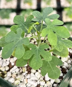 Adenia Glauca - Rare Succulent, Unique Houseplant, Climbing Plant in 3, 3.5, 6 inch pot