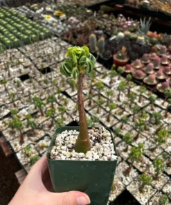 Adenia Glauca - Rare Succulent, Unique Houseplant, Climbing Plant in 3, 3.5, 6 inch pot