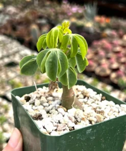 Adenia Glauca - Rare Succulent, Unique Houseplant, Climbing Plant in 3, 3.5, 6 inch pot