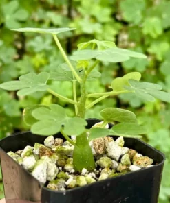 Adenia Glauca - Rare Succulent, Unique Houseplant, Climbing Plant in 3, 3.5, 6 inch pot