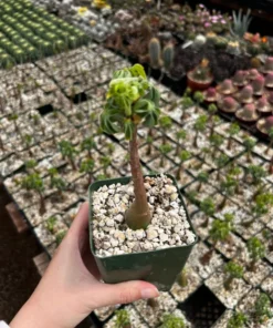 Adenia Glauca - Rare Succulent, Unique Houseplant, Climbing Plant in 3, 3.5, 6 inch pot