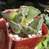 Adromischus Cristatus, Key Lime Pie, Crinkle Leaf Plant, Rare Succulent, Fuzzy Plant, Live Plant in 4" pot