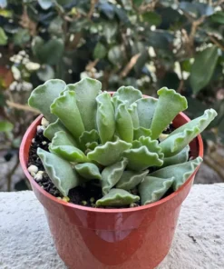 Adromischus Cristatus, Key Lime Pie, Crinkle Leaf Plant, Rare Succulent, Fuzzy Plant, Live Plant in 4" pot