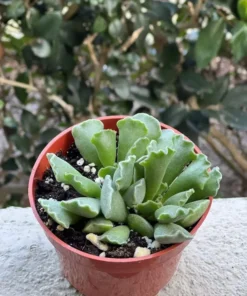 Adromischus Cristatus, Key Lime Pie, Crinkle Leaf Plant, Rare Succulent, Fuzzy Plant, Live Plant in 4