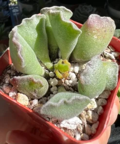 Adromischus Cristatus, Key Lime Pie, Crinkle Leaf Plant, Rare Succulent, Fuzzy Plant, Live Plant in 4