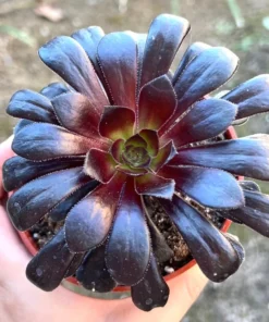 Aeonium Black Rose Live Succulent Plant 2