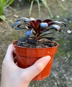 Aeonium Black Rose Live Succulent Plant 2