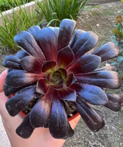 Aeonium Black Rose Live Succulent Plant 2