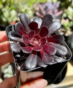 Aeonium Black Rose Live Succulent Plant 2