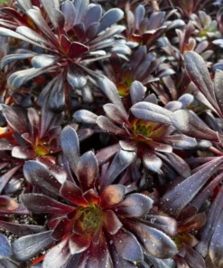 Aeonium Black Rose Live Succulent Plant 2