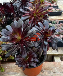 Aeonium Black Rose Live Succulent Plant 2