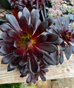 Aeonium Black Rose Live Succulent Plant 2