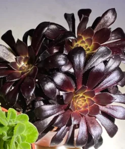 Aeonium Black Rose Live Succulent Plant 2