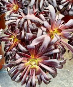 Aeonium Black Rose Live Succulent Plant 2