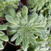 Aeonium Emerald Ice Succulent 2 & 4 inch Pots Live Plant Green White