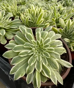 Aeonium Emerald Ice Succulent 2 & 4 inch Pots Live Plant Green White