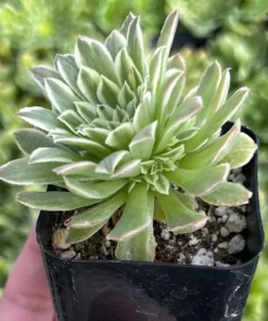 Aeonium Emerald Ice Succulent 2 & 4 inch Pots Live Plant Green White