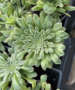 Aeonium Emerald Ice Succulent 2 & 4 inch Pots Live Plant Green White