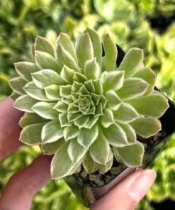 Aeonium Emerald Ice Succulent 2 & 4 inch Pots Live Plant Green White