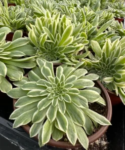 Aeonium Emerald Ice Succulent 2 & 4 inch Pots Live Plant Green White